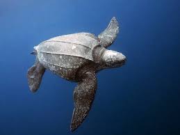 Image result for Dermochelys coriacea