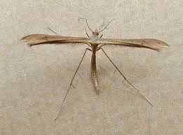 Attēlu rezultāti vaicājumam “Stenoptilia pterodactyla”