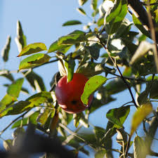 Attēlu rezultāti vaicājumam “Malus domestica”