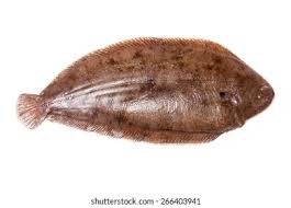 Image result for Solea solea