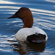 Image result for Aythya valisineria