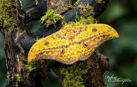 Attēlu rezultāti vaicājumam “Saturniidae”