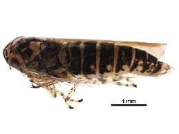 Attēlu rezultāti vaicājumam “Macrosteles sp.”