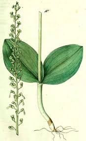 Attēlu rezultāti vaicājumam “Listera ovata leaf”