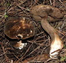 Attēlu rezultāti vaicājumam “Porphyrellus porphyrosporus”