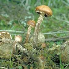 Attēlu rezultāti vaicājumam “Psilocybe sp.”