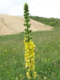 Image result for Agrimonia eupatoria