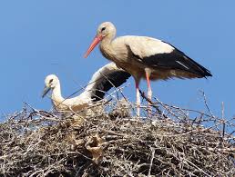 Attēlu rezultāti vaicājumam “Ciconia ciconia juvenile”