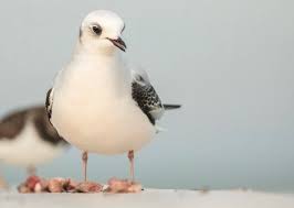 Image result for Rhodostethia rosea