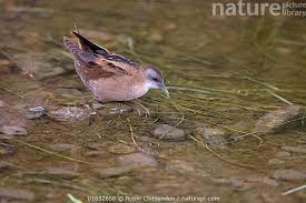 Image result for Porzana parva