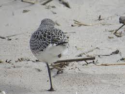 Attēlu rezultāti vaicājumam “Pluvialis squatarola”