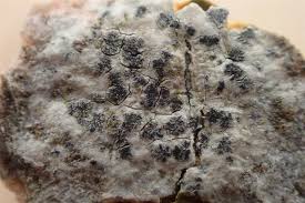 Attēlu rezultāti vaicājumam “Phaeographis dendritica”