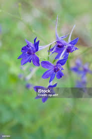 Image result for Consolida regalis