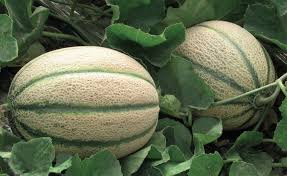 Image result for Melone