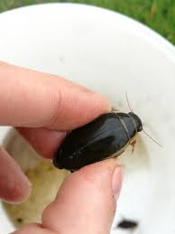 Attēlu rezultāti vaicājumam “Dytiscus dimidiatus”