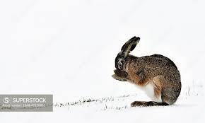 Attēlu rezultāti vaicājumam “Lepus europaeus”
