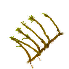 Attēlu rezultāti vaicājumam “Pseudoleskeella nervosa”