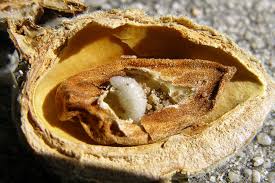 Attēlu rezultāti vaicājumam “Hordelymus europaeus fruit”