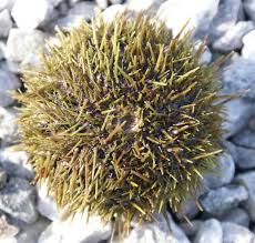 Image result for Strongylocentrotus droebachiensis