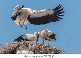 Attēlu rezultāti vaicājumam “Ciconia ciconia juvenile”