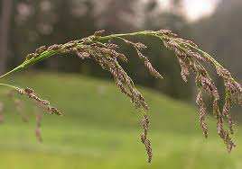 Attēlu rezultāti vaicājumam “Glyceria striata leaf”