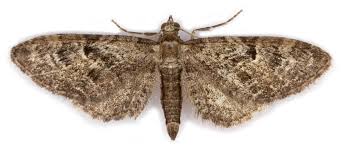 Attēlu rezultāti vaicājumam “Eupithecia pusillata”