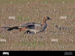 Attēlu rezultāti vaicājumam “Anser serrirostris adult”
