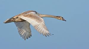 Attēlu rezultāti vaicājumam “Cygnus cygnus juvenile”