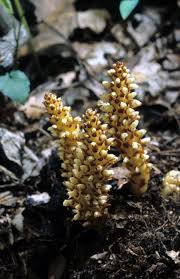 Attēlu rezultāti vaicājumam “Orobanchaceae”