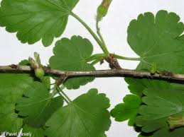 Attēlu rezultāti vaicājumam “Ribes uva-crispa leaf”