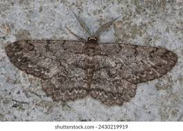 Attēlu rezultāti vaicājumam “Hypomecis punctinalis”