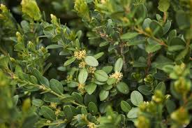 Attēlu rezultāti vaicājumam “Buxus sempervirens flower”