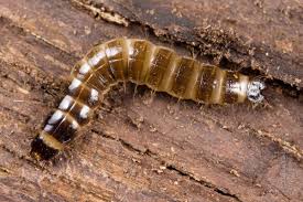 Attēlu rezultāti vaicājumam “Elateridae larva”