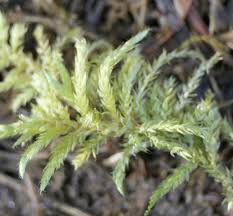 Attēlu rezultāti vaicājumam “Cirriphyllum piliferum”