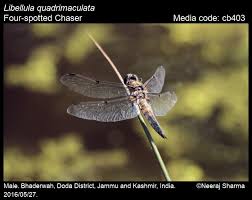 Attēlu rezultāti vaicājumam “Libellula quadrimaculata”