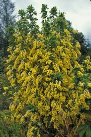 Attēlu rezultāti vaicājumam “Laburnum”