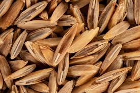 Attēlu rezultāti vaicājumam “Phleum pratense”