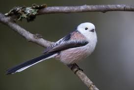 Attēlu rezultāti vaicājumam “Aegithalos caudatus”