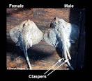 FLMNH Ichthyology Department: Most Commonly Asked Ray and Skate ...