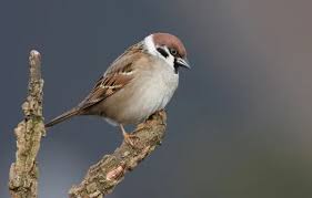 Attēlu rezultāti vaicājumam “Passer montanus adult”