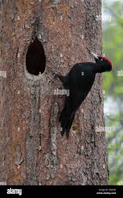 Attēlu rezultāti vaicājumam “Dryocopus martius nest”