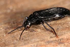 Attēlu rezultāti vaicājumam “Melandrya dubia”