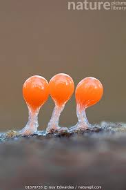 Attēlu rezultāti vaicājumam “Trichia decipiens”