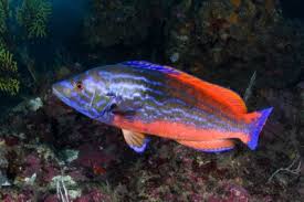 Image result for Labrus bergylta