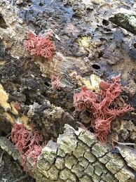 Attēlu rezultāti vaicājumam “Heterotrichia oerstedii (syn. Arcyria oerstedii) sessile”