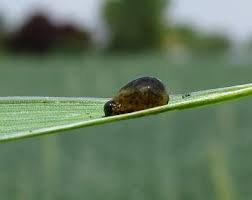 Attēlu rezultāti vaicājumam “Cystiphora sanguinea larva”