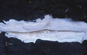 Attēlu rezultāti vaicājumam “Antrodia crassa”