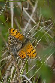 Attēlu rezultāti vaicājumam “Lasiommata megera”