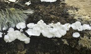 Attēlu rezultāti vaicājumam “Cinereomyces lindbladii”