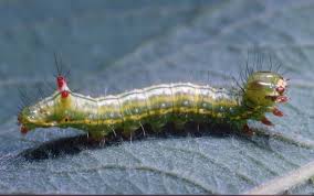 Attēlu rezultāti vaicājumam “Ptilodon capucina larva”